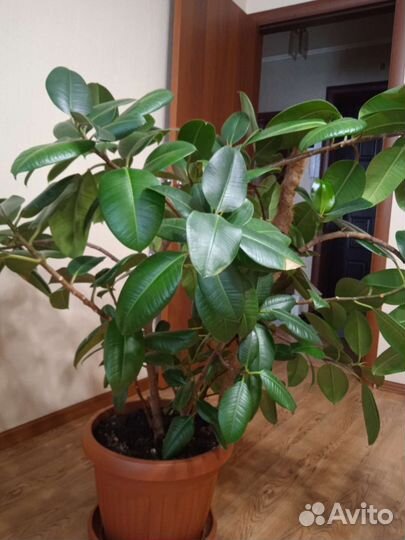 Фикус каучуконосный большой