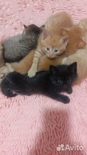 Котята