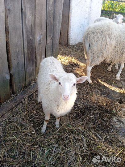 Овцы бараны