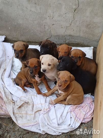 Щенки в добрые руки