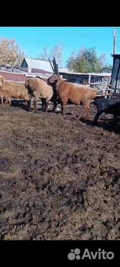 Курдючные бараны овцы