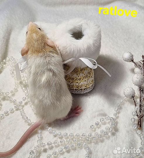 Крысята дамбо домашнего разведения от ratlove