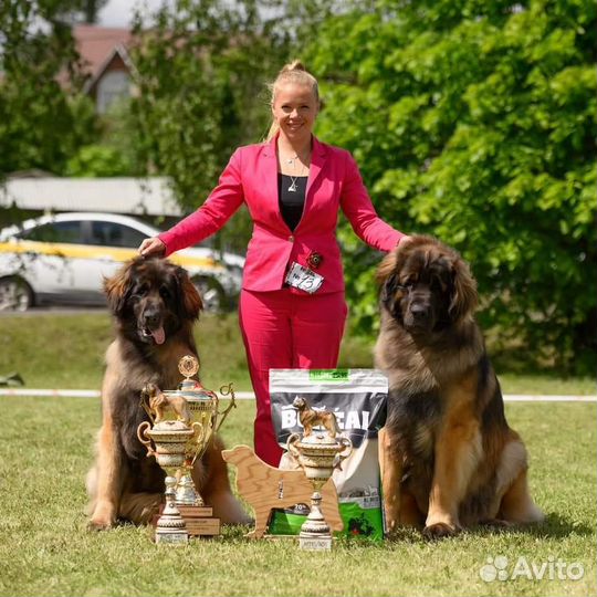 Услуги кинолога