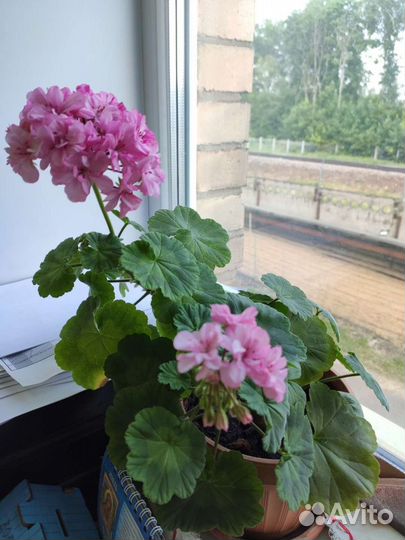 Декабрист, драцена
