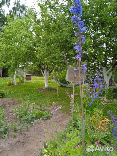 Дельфиниум многолетний голубой