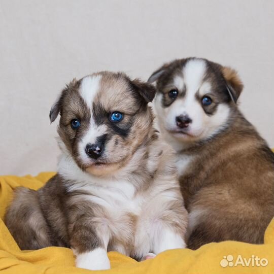 Щенки ищутмампап