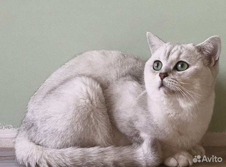 Британский кот шиншилла для вязки