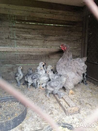 Куры цыплята индоутята