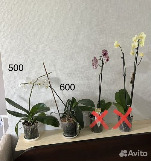 Орхидея,Фикус,Эпипремнум,фиалка,Сингониум,гардения