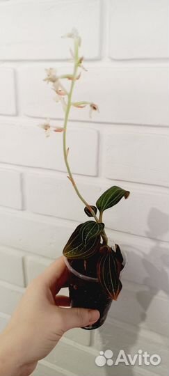 Лудизия. Драгоценная орхидея/Jewel orchids Ludisia
