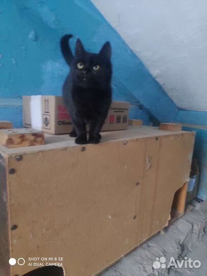 Черный котенок (мальчик)