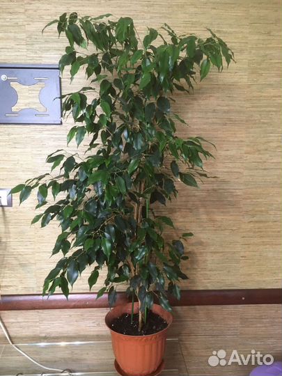 Фикус бенджамина