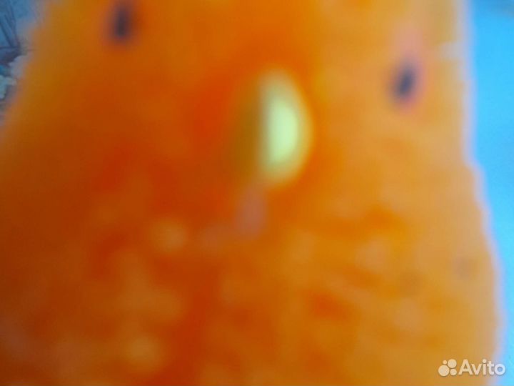 Цыплёнок Цыпа