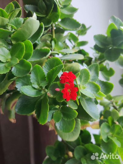 Комнатные цветы каланхоэ