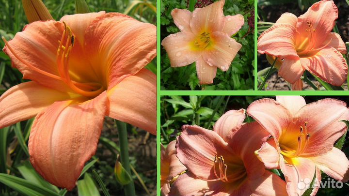 Лилейники сортовые