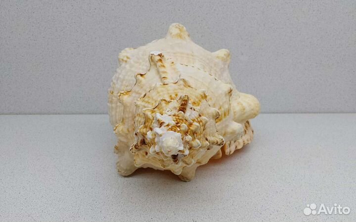 Бурса Буба 26,4 морская ракушка раковина