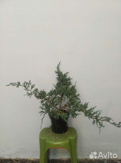 Мозжевельник Blue Alps (Блю Альпс)