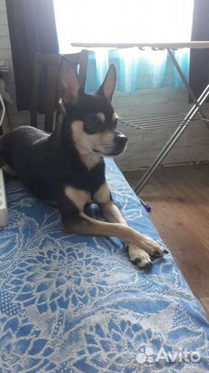 Вязка русский той