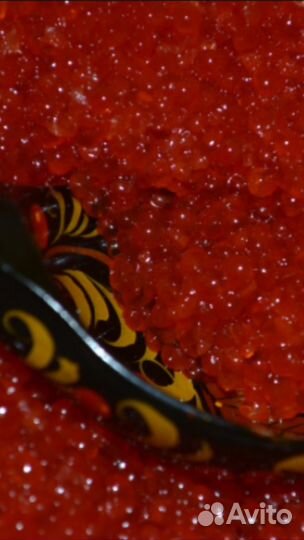 Икра красная