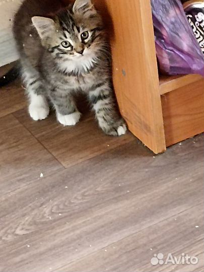 Котята в добрые руки даром девочка
