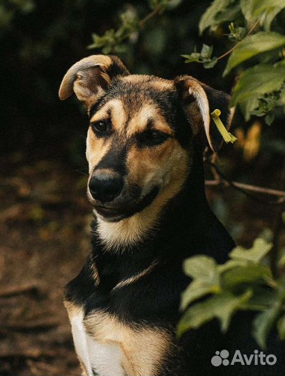 Собака ищет дом и семью