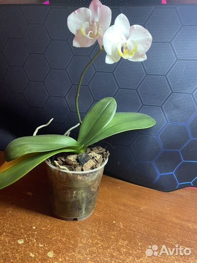 Орхидея