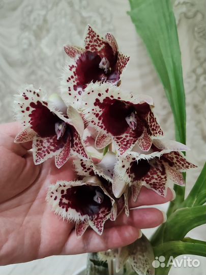 Орхидея морковка clowesetum Penang Waltz