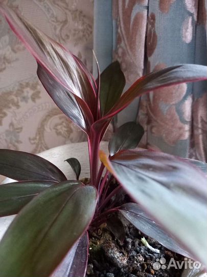 Молочай, красула