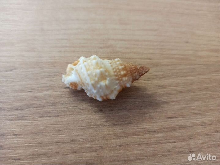Морская раковина