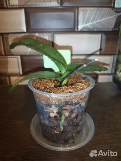 Орхидея I-Hsin Stacy