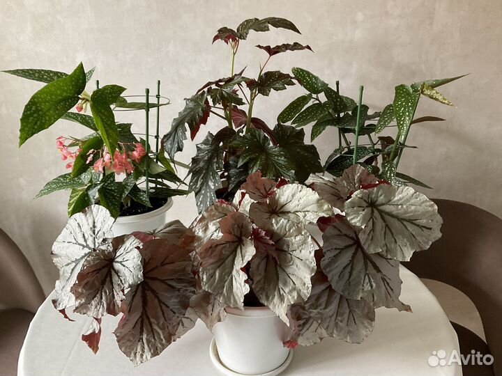 Бегонии тростниковые или кейн