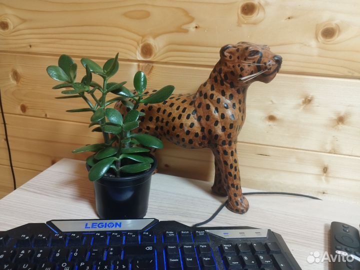 Крассула,денежное дерево, толстянка