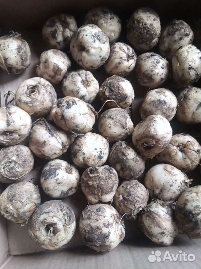 Луковицы рябчика