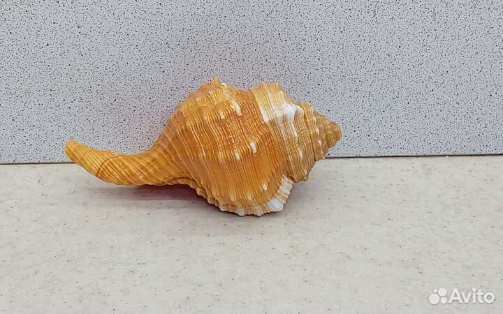 Циматиум Пурам 10,3 морская ракушка раковина