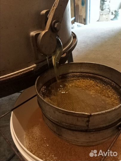 Мед подсолнечный 2023 года