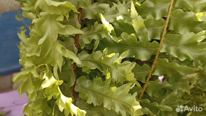 Папоротник кудрявый Нефролепис Кудрявый отросток