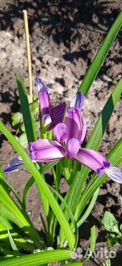 Ирис мини сибирский