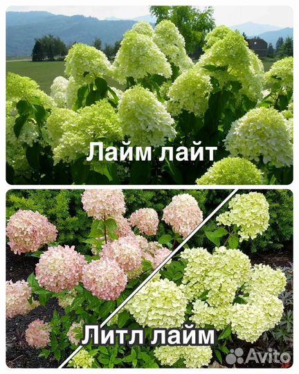 Гортензия метельчатая
