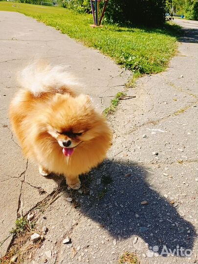 Шпиц мини вязка