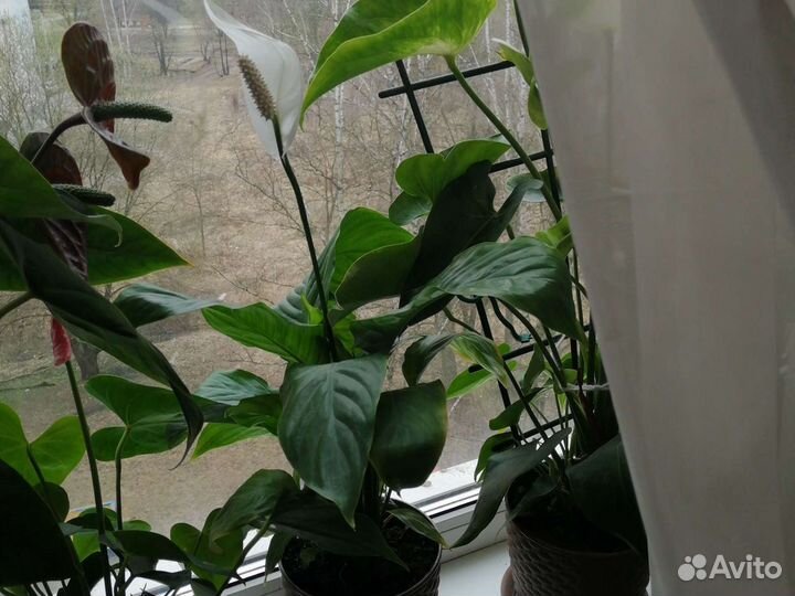 Фиалка,женское счастье спатифилиум