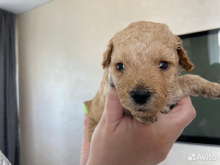 Мини пудель