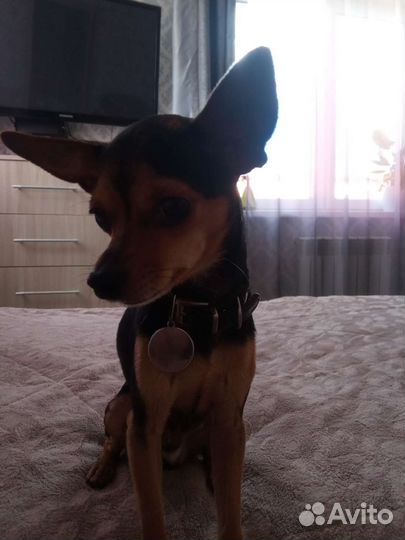 Вязка собак