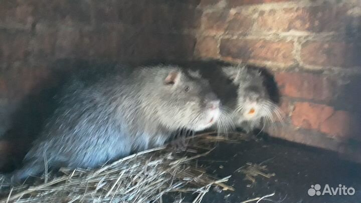 Нутрии на развод