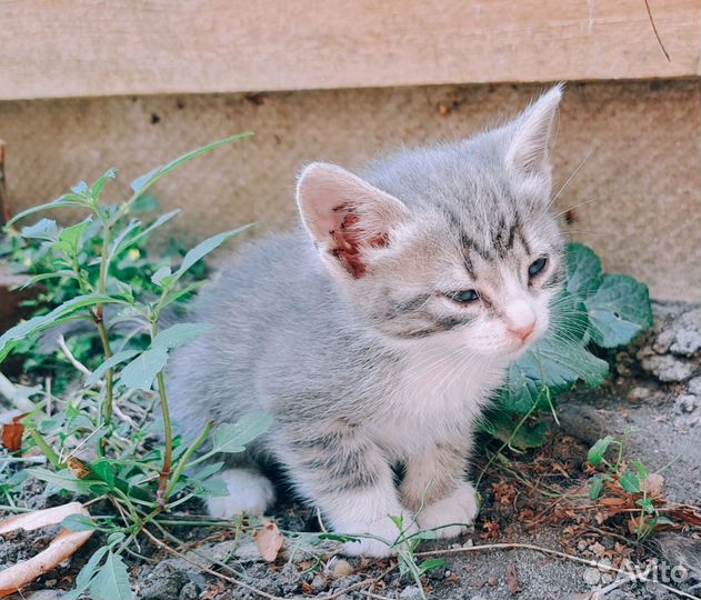 Кошки в добрые руки котята