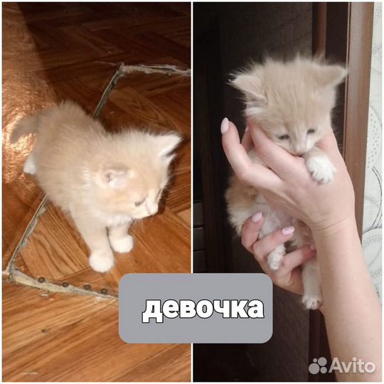 Отдам бесплатно котят