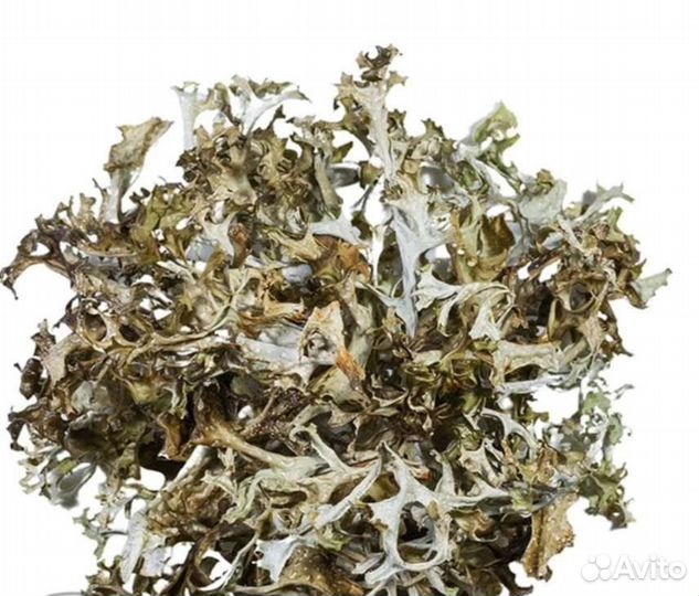 Исландский мох/Брусничник/Панцерия/Кашкара/Лобария