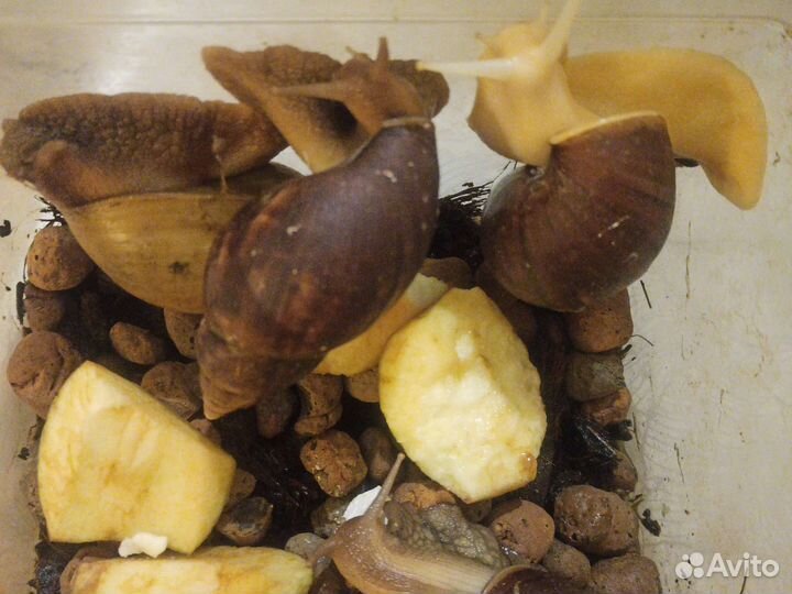 Улитки ахатины