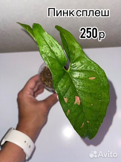 Сингониумы сортовые