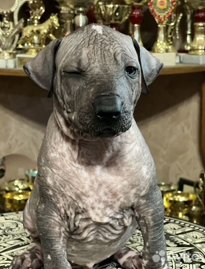 Красивущие щенки ксоло стандарт