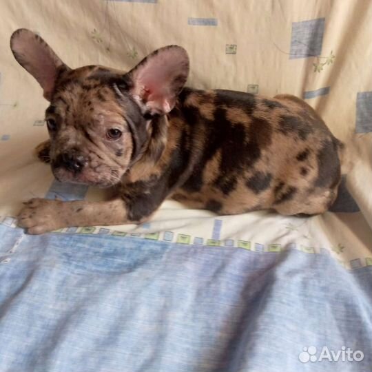 Французятки